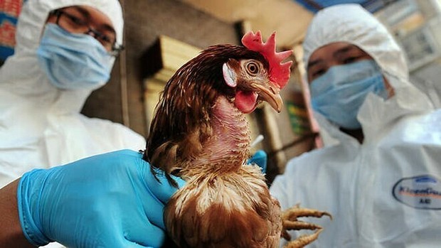 Tỷ lệ tử vong do virus H5N1 lên tới 60% - Ảnh 1.