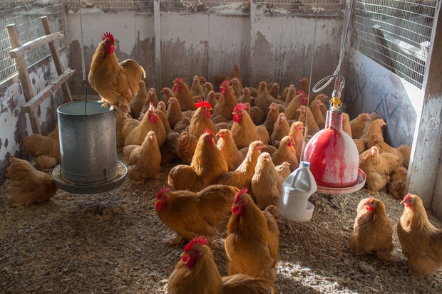Người dân Mỹ đau đầu vì giá trứng tăng mạnh, phong trào nuôi gà tự cung tự cấp nở rộ - Ảnh 2.