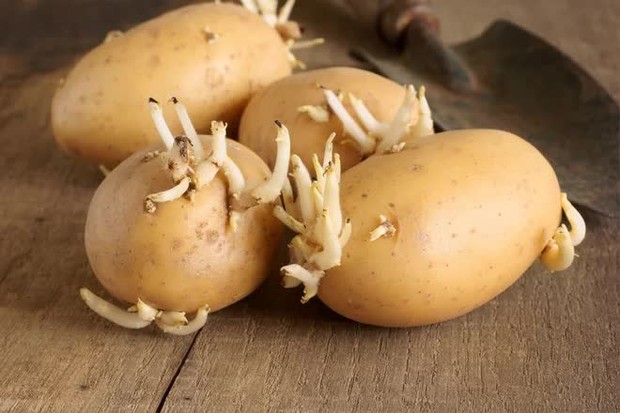 5 điều cấm kỵ khi bảo quản khoai tây khiến khoai nhanh hỏng, ăn vào thậm chí còn gây ung thư - Ảnh 1.