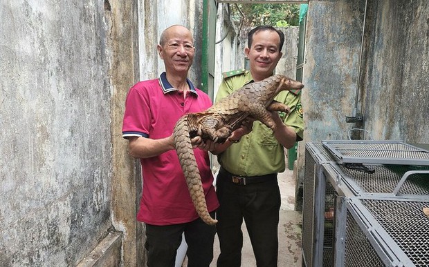 Người dân bắt được tê tê quý hiếm ở trung tâm TP.HCM - Ảnh 1. Người dân bắt được tê tê quý hiếm ở trung tâm TP.HCM - Ảnh 1.