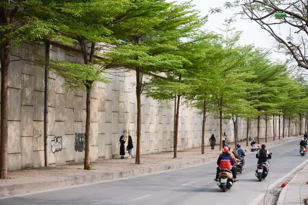Nam thanh nữ tú đổ xô đi check-in con đường bàng lá nhỏ xanh mơn mởn ở Hà Nội - Ảnh 3.