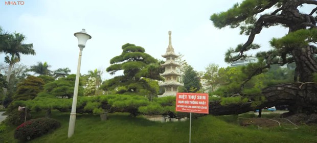 Thú chơi cây bạc tỷ của sếp FPT: Trồng cả “hạm đội thông Nhật”, đặt cây tùng 450 năm tuổi ngoài lối đi cho mọi người thoải mái chụp ảnh - Ảnh 11.
