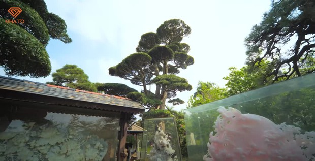 Thú chơi cây bạc tỷ của sếp FPT: Trồng cả “hạm đội thông Nhật”, đặt cây tùng 450 năm tuổi ngoài lối đi cho mọi người thoải mái chụp ảnh - Ảnh 16.