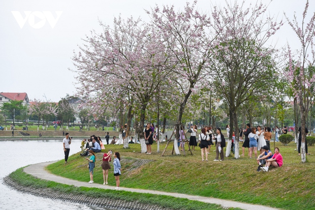 Ngắm rừng hoa đỗ mai hồng rực thu hút giới trẻ ở Bắc Ninh - Ảnh 6.