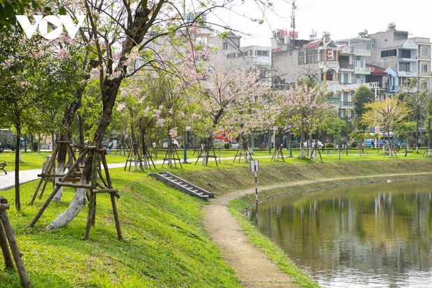 Ngắm rừng hoa đỗ mai hồng rực thu hút giới trẻ ở Bắc Ninh - Ảnh 5. Ngắm rừng hoa đỗ mai hồng rực thu hút giới trẻ ở Bắc Ninh - Ảnh 5.