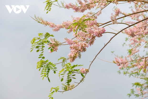 Ngắm rừng hoa đỗ mai hồng rực thu hút giới trẻ ở Bắc Ninh - Ảnh 3. Ngắm rừng hoa đỗ mai hồng rực thu hút giới trẻ ở Bắc Ninh - Ảnh 3.