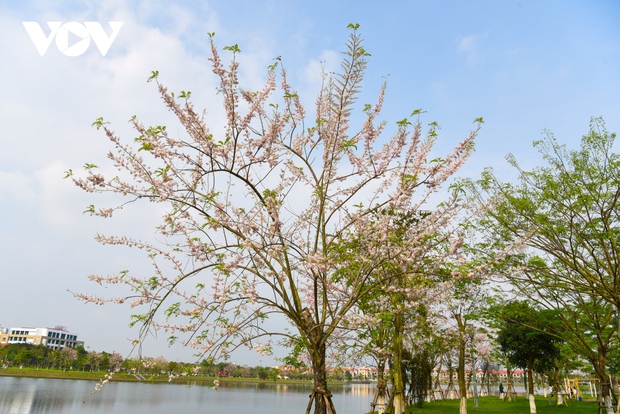 Ngắm rừng hoa đỗ mai hồng rực thu hút giới trẻ ở Bắc Ninh - Ảnh 2. Ngắm rừng hoa đỗ mai hồng rực thu hút giới trẻ ở Bắc Ninh - Ảnh 2.