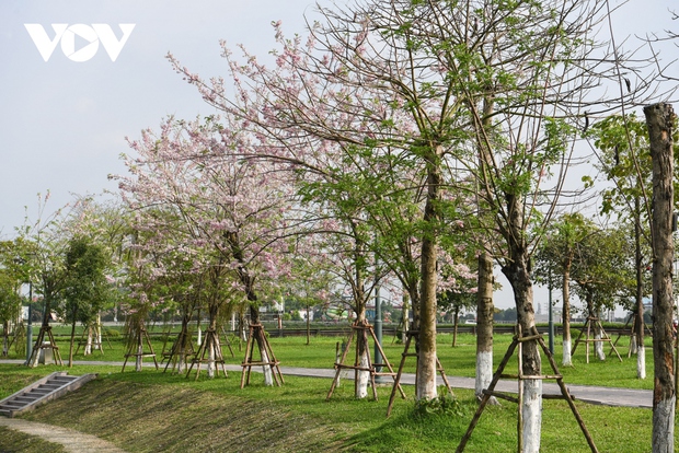 Ngắm rừng hoa đỗ mai hồng rực thu hút giới trẻ ở Bắc Ninh - Ảnh 1.