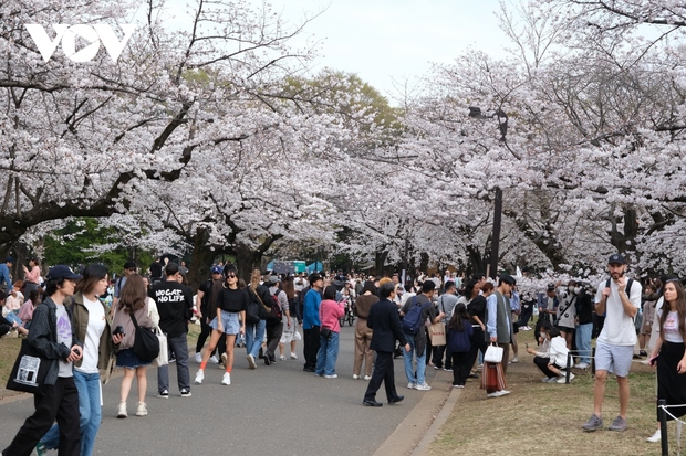 Hoa anh đào nở sớm, khách tham quan đông đúc tại thủ đô Tokyo - Ảnh 1.