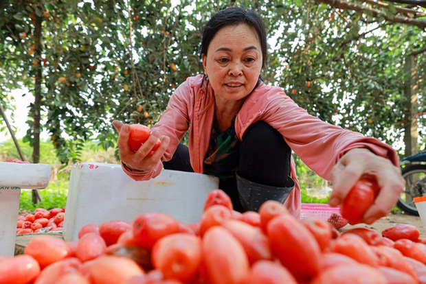 Về thăm thủ phủ trồng nhót ở Hà Nội: Người dân than được mùa nhưng mất giá - Ảnh 8.
