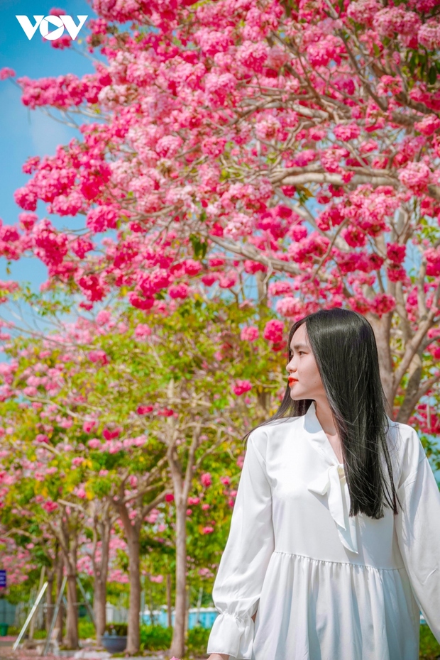 Rộ đường hoa kèn hồng đẹp tựa Hàn Quốc ở miền Tây - Ảnh 8.