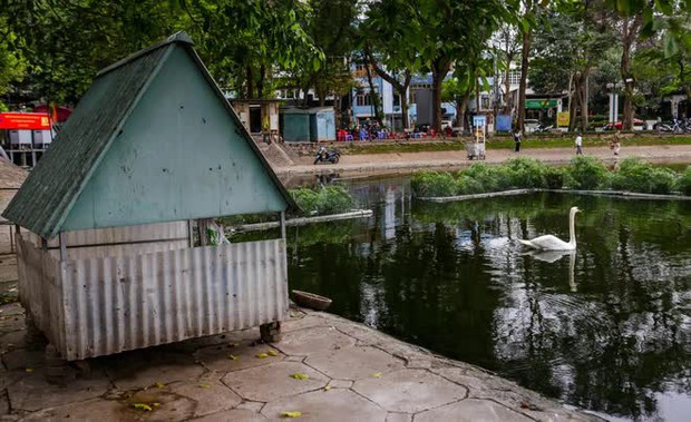 Đàn thiên nga nuôi thí điểm ở hồ Thiền Quang giờ ra sao? - Ảnh 2.