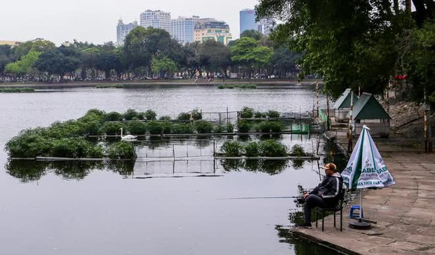 Đàn thiên nga nuôi thí điểm ở hồ Thiền Quang giờ ra sao? - Ảnh 1.