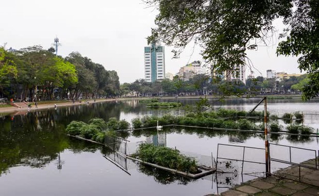 Đàn thiên nga nuôi thí điểm ở hồ Thiền Quang giờ ra sao? - Ảnh 8.