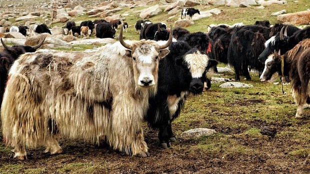 Vì sao bò Tây Tạng lại được coi là báu vật của vùng cao nguyên? - Ảnh 7.