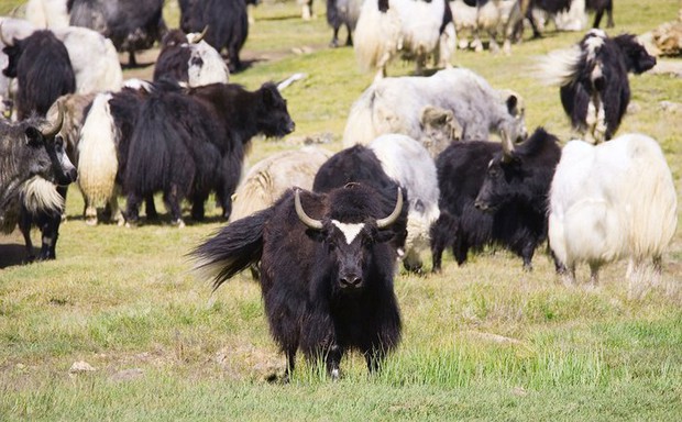 Vì sao bò Tây Tạng lại được coi là báu vật của vùng cao nguyên? - Ảnh 6.