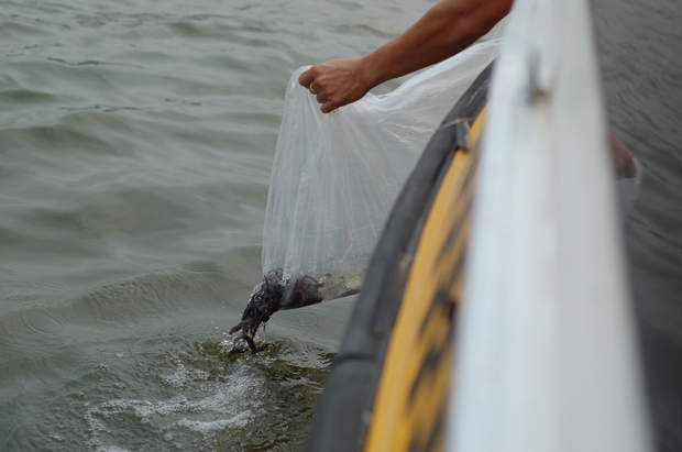 TP.HCM thả 44.000 con cá lăng, 125.000 con tôm càng xanh xuống sông Sài Gòn - Ảnh 6.