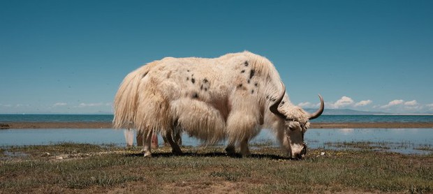 Vì sao bò Tây Tạng lại được coi là báu vật của vùng cao nguyên? - Ảnh 5.