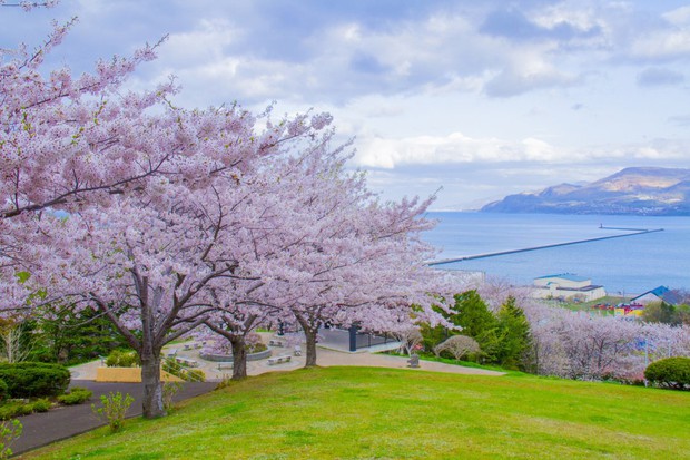 Người Việt sang Nhật du lịch cao kỷ lục để ngắm mùa hoa anh đào, cùng lịch trình tháng 5 nếu chưa sợ muộn - Ảnh 4.
