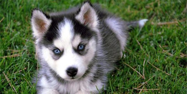 Chi gần 70 triệu để làm ban công cho chó Husky, chủ khóc ròng khi chứng kiến hiện trạng sau đó - Ảnh 1.