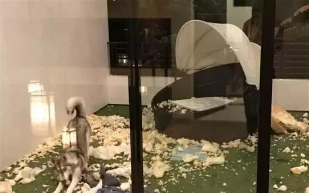 Chi gần 70 triệu để làm ban công cho chó Husky, chủ khóc ròng khi chứng kiến hiện trạng sau đó - Ảnh 4.