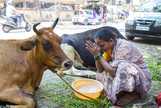 Ấn Độ khổ sở vì 5 triệu con bò vô chủ: Dân chúng bất lực - Ảnh 4.