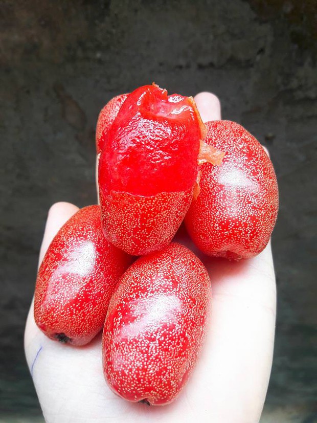 Loại quả mùa hè giàu vitamin C vừa giúp chị em dưỡng nhan, da tươi trẻ, căng tràn collagen lại chữa nhiều bệnh - Ảnh 3. Loại quả mùa hè giàu vitamin C vừa giúp chị em dưỡng nhan, da tươi trẻ, căng tràn collagen lại chữa nhiều bệnh - Ảnh 3.