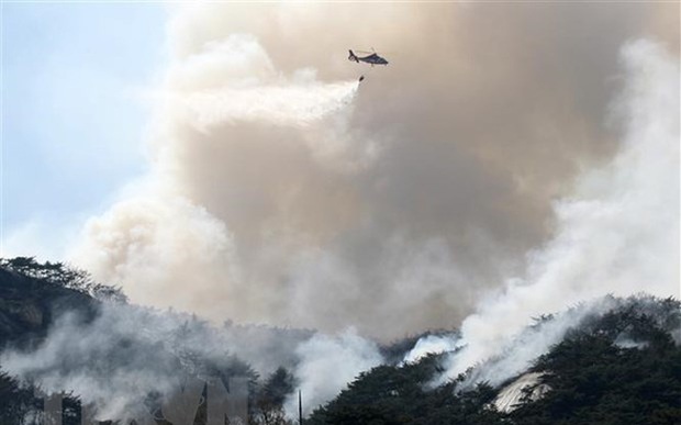 Hàn Quốc chỉ định vùng thảm họa đặc biệt do cháy rừng - Ảnh 1.