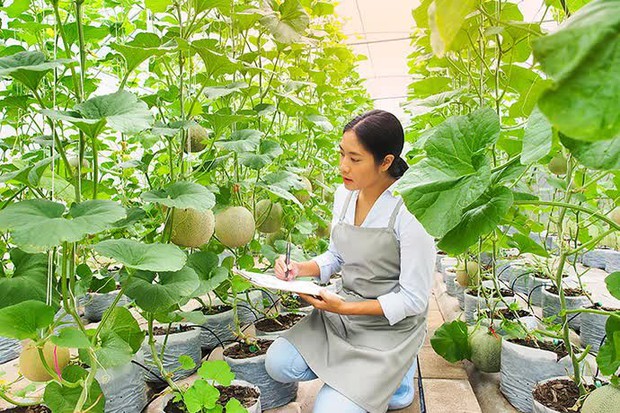 Loại dưa nghe tên đã thấy cao sang thuộc hàng đắt nhất thế giới: Ai dám chịu chơi bỏ nửa tỷ mua 1 cặp? - Ảnh 7.