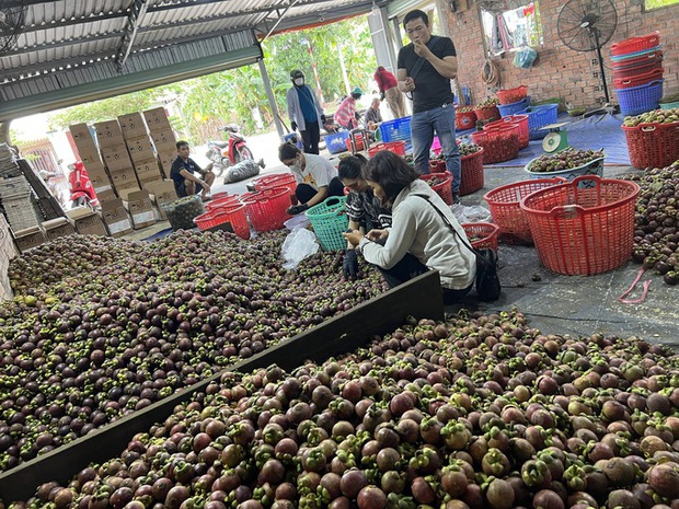 Nhiều người ở Bình Dương trúng đậm nhờ măng cụt gây sốt mạng xã hội - Ảnh 6.