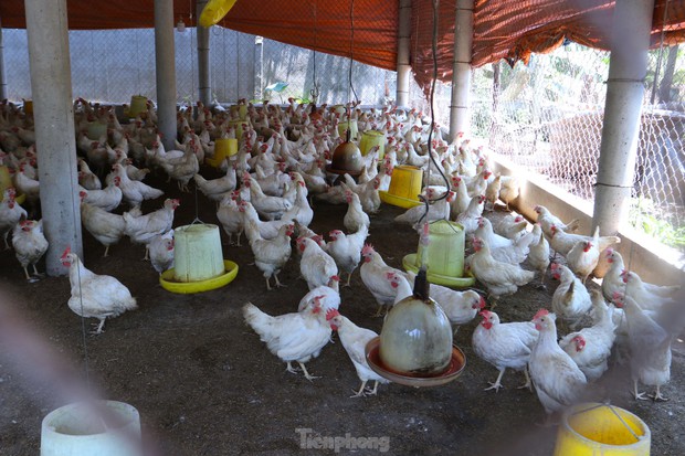 Lắp quạt trần, máy phun sương giảm nhiệt cho gà ngày nắng nóng - Ảnh 3. Lắp quạt trần, máy phun sương giảm nhiệt cho gà ngày nắng nóng - Ảnh 3.