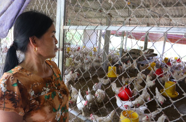 Lắp quạt trần, máy phun sương giảm nhiệt cho gà ngày nắng nóng - Ảnh 2. Lắp quạt trần, máy phun sương giảm nhiệt cho gà ngày nắng nóng - Ảnh 2.