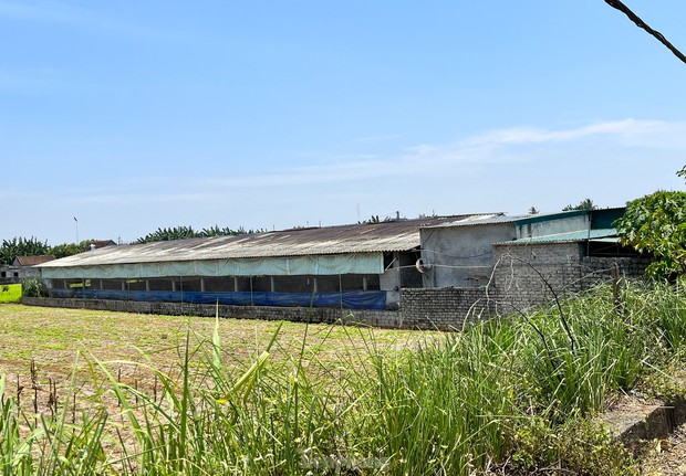 Lắp quạt trần, máy phun sương giảm nhiệt cho gà ngày nắng nóng - Ảnh 1. Lắp quạt trần, máy phun sương giảm nhiệt cho gà ngày nắng nóng - Ảnh 1.