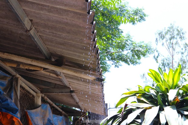 Lắp quạt trần, máy phun sương giảm nhiệt cho gà ngày nắng nóng - Ảnh 10. Lắp quạt trần, máy phun sương giảm nhiệt cho gà ngày nắng nóng - Ảnh 10.