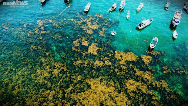 Ngất ngây cánh đồng vàng dưới biển xanh trong ở đảo Hòn Khô, Bình Định - Ảnh 2.