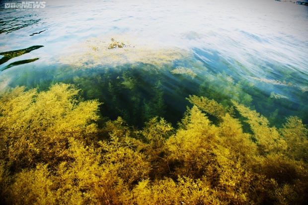 Ngất ngây cánh đồng vàng dưới biển xanh trong ở đảo Hòn Khô, Bình Định - Ảnh 9.