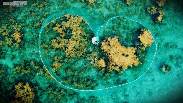 Ngất ngây cánh đồng vàng dưới biển xanh trong ở đảo Hòn Khô, Bình Định - Ảnh 6.