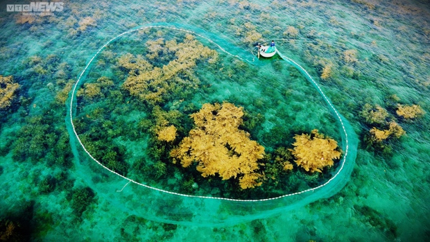 Ngất ngây cánh đồng vàng dưới biển xanh trong ở đảo Hòn Khô, Bình Định - Ảnh 4.