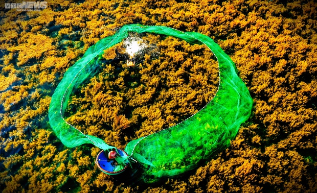 Ngất ngây cánh đồng vàng dưới biển xanh trong ở đảo Hòn Khô, Bình Định - Ảnh 3.