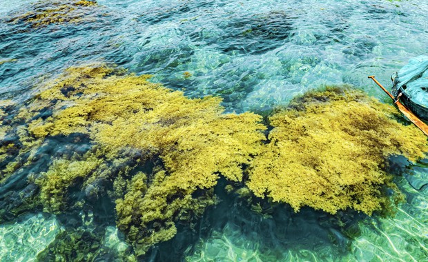 Ngắm cánh đồng chín vàng tuyệt đẹp ở biển Quy Nhơn - Ảnh 2.