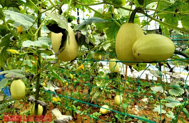 Thưởng thức quả bí sợi mì độc lạ ở Đà Lạt, trồng không đủ bán - Ảnh 9.