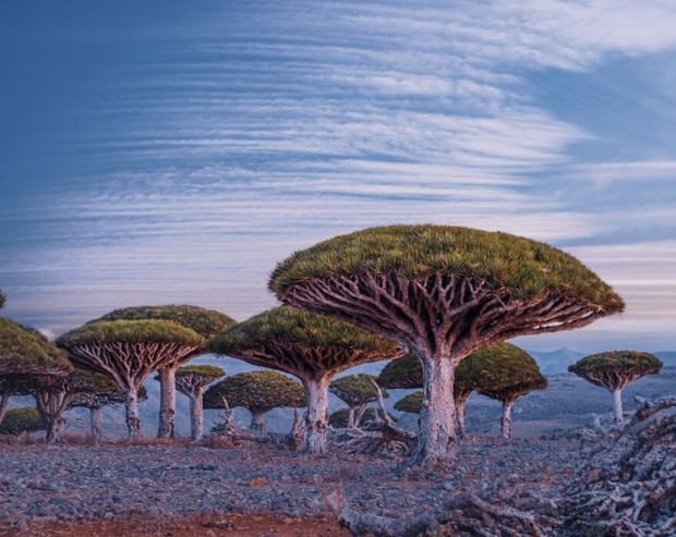 Đảo Socotra độc lạ nhất ở Ấn Độ Dương, được ví như công viên kỷ Jura viễn tưởng