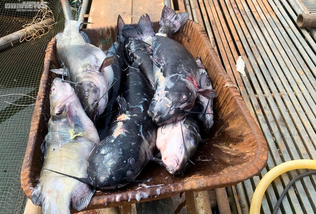 Sông Đà khô cạn, cảnh tượng đáng sợ của động vật và thiên nhiên