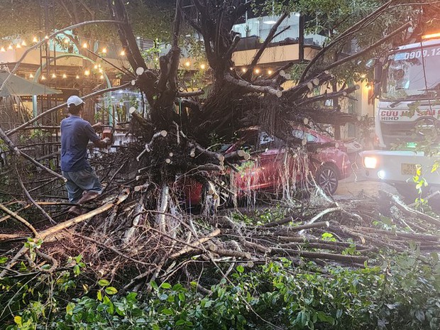 Cây khổng lồ 20m đè bể ô tô trên phố Sài Gòn trong mưa lớn