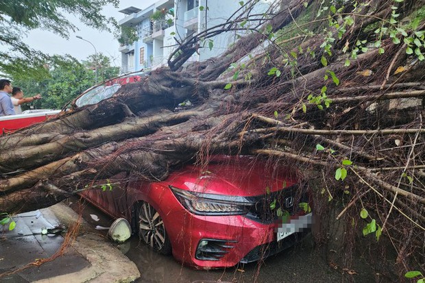 Cây khổng lồ 20m đè bể ô tô trên phố Sài Gòn trong mưa lớn