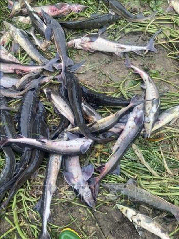 Lai Châu: Lũ quét hủy hoại đàn cá tầm của người nuôi