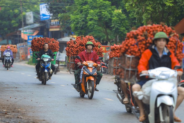 Chùm ảnh: Người dân Bắc Giang trắng đêm soi đèn thu hoạch vải thiều, nô nức chở đi bán từ tờ mờ sáng - Ảnh 19.