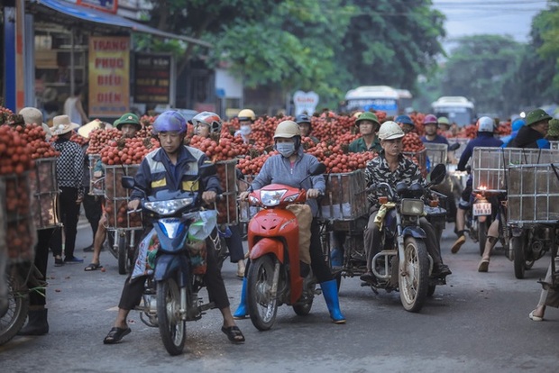 Chùm ảnh: Người dân Bắc Giang trắng đêm soi đèn thu hoạch vải thiều, nô nức chở đi bán từ tờ mờ sáng - Ảnh 12.