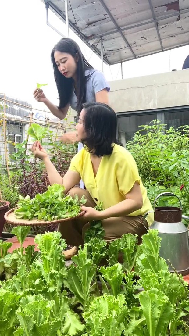 Quây sân thượng thành vườn: Bắt sâu 20 phút mỗi ngày, dư rau thì cả nhà liên hoan lẩu nướng - Ảnh 2. Quây sân thượng thành vườn: Bắt sâu 20 phút mỗi ngày, dư rau thì cả nhà liên hoan lẩu nướng - Ảnh 2.