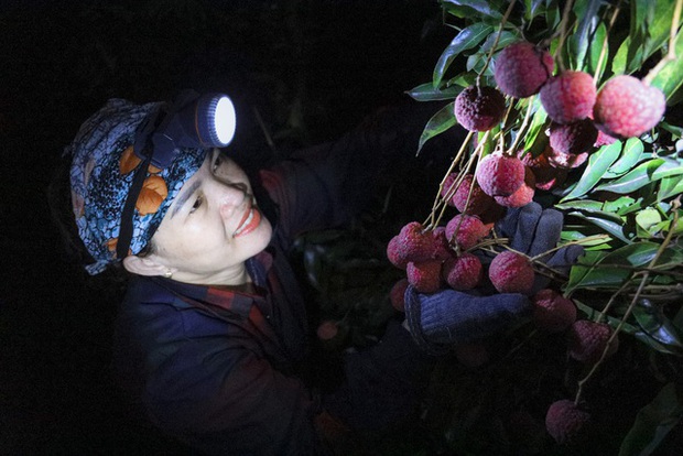 Chùm ảnh: Người dân Bắc Giang trắng đêm soi đèn thu hoạch vải thiều, nô nức chở đi bán từ tờ mờ sáng - Ảnh 5.